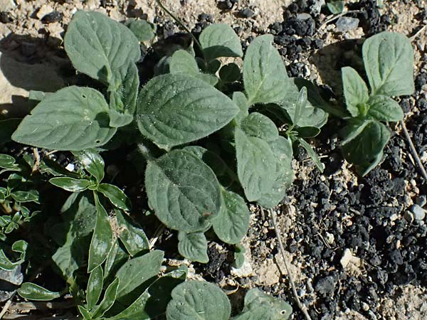 Heliotropium hirsutissimum \ Behaarte Sonnenwende / Hairy Turn-Sole, Zypern/Cyprus Anogyra 29.3.2025