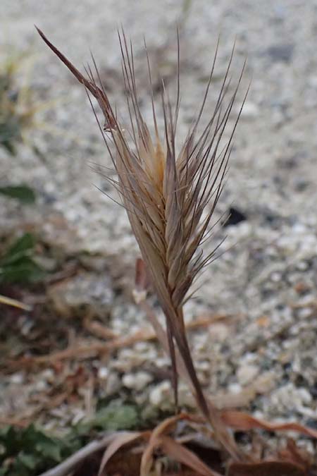 Hordeum leporinum \ Hasen-Gerste / Hare Barley, Zypern/Cyprus Pissouri 20.3.2025