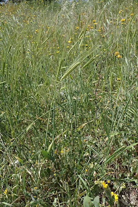Hordeum spontaneum \ Wild-Gerste / Wild Barley, Zypern/Cyprus Prov.  Paphos,  Episkopi 31.3.2025