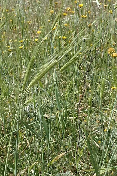 Hordeum spontaneum \ Wild-Gerste / Wild Barley, Zypern/Cyprus Prov.  Paphos,  Episkopi 31.3.2025
