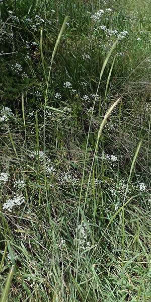 Hordeum spontaneum \ Wild-Gerste / Wild Barley, Zypern/Cyprus Prov.  Paphos,  Episkopi 31.3.2025