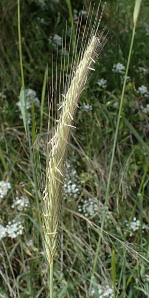 Hordeum spontaneum \ Wild-Gerste / Wild Barley, Zypern/Cyprus Prov.  Paphos,  Episkopi 31.3.2025