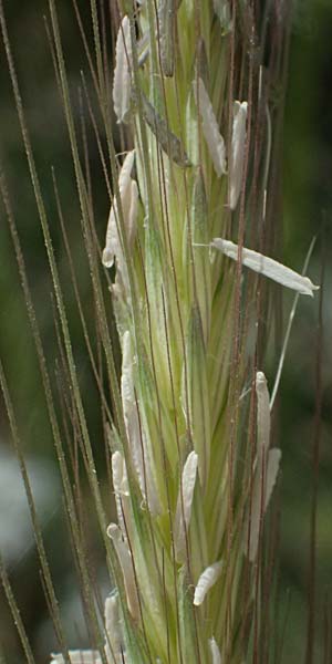 Hordeum spontaneum \ Wild-Gerste / Wild Barley, Zypern/Cyprus Prov.  Paphos,  Episkopi 31.3.2025