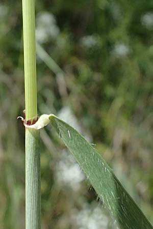 Hordeum spontaneum \ Wild-Gerste / Wild Barley, Zypern/Cyprus Prov.  Paphos,  Episkopi 31.3.2025