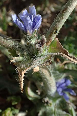 Cichorium pumilum \ Kleine Wegwarte / Dwarf Chicory, Zypern/Cyprus Petra tou Romiou 30.3.2025