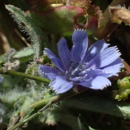 Cichorium pumilum \ Kleine Wegwarte / Dwarf Chicory, Zypern/Cyprus Petra tou Romiou 30.3.2025