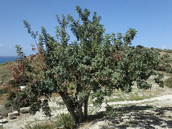 Ceratonia siliqua \ Johannisbrot-Baum, Karube / Carob, Zypern/Cyprus Kourion 29.3.2025