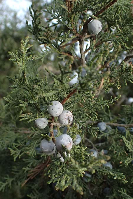 Juniperus excelsa \ Griechischer Wacholder / Greek Juniper, Zypern/Cyprus Madari 26.3.2025
