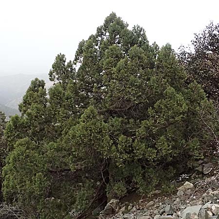 Juniperus excelsa \ Griechischer Wacholder / Greek Juniper, Zypern/Cyprus Madari 26.3.2025