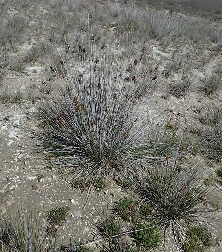 Juncus maritimus \ Strand-Binse / Sea Rush, Zypern/Cyprus Akrotiri 23.3.2025