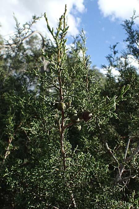 Juniperus phoenicea \ Ph&ouml;nizischer Wacholder / Phoenicean Juniper, Zypern/Cyprus Akamas, Neo Chorio 20.3.2025