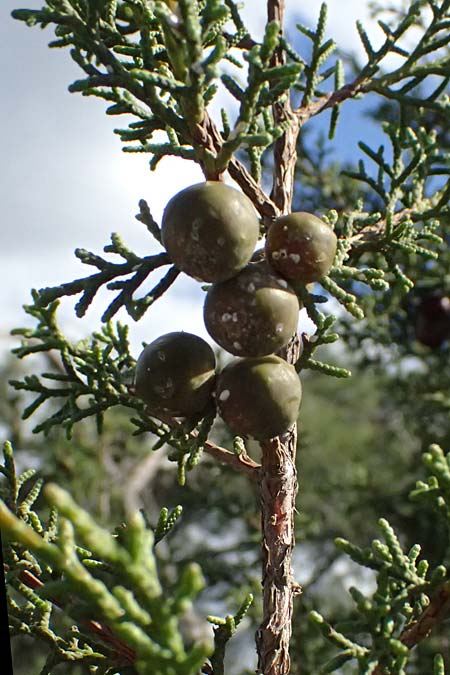 Juniperus phoenicea \ Ph&ouml;nizischer Wacholder / Phoenicean Juniper, Zypern/Cyprus Akamas, Neo Chorio 20.3.2025