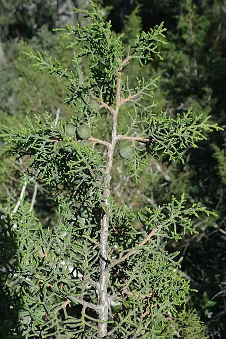 Juniperus phoenicea \ Ph&ouml;nizischer Wacholder / Phoenicean Juniper, Zypern/Cyprus Akamas, Neo Chorio 20.3.2025