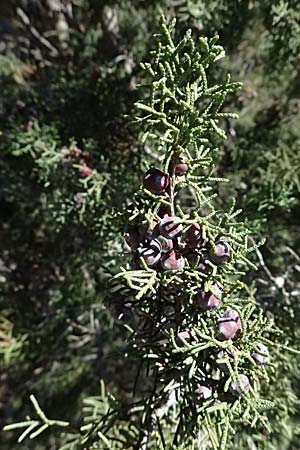 Juniperus phoenicea \ Ph&ouml;nizischer Wacholder / Phoenicean Juniper, Zypern/Cyprus Avakas Gorge 22.3.2025