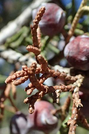 Juniperus phoenicea \ Ph&ouml;nizischer Wacholder / Phoenicean Juniper, Zypern/Cyprus Avakas Gorge 22.3.2025