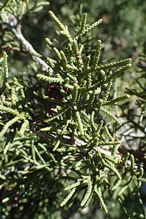 Juniperus phoenicea \ Ph&ouml;nizischer Wacholder / Phoenicean Juniper, Zypern/Cyprus Avakas Gorge 22.3.2025
