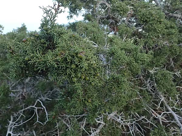Juniperus phoenicea \ Ph&ouml;nizischer Wacholder / Phoenicean Juniper, Zypern/Cyprus Baths of Aphrodite 27.3.2025