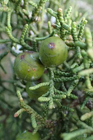 Juniperus phoenicea \ Ph&ouml;nizischer Wacholder / Phoenicean Juniper, Zypern/Cyprus Baths of Aphrodite 27.3.2025