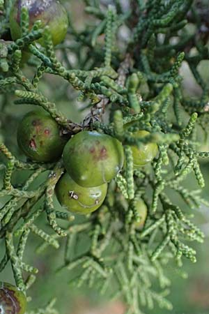 Juniperus phoenicea \ Ph&ouml;nizischer Wacholder / Phoenicean Juniper, Zypern/Cyprus Baths of Aphrodite 27.3.2025