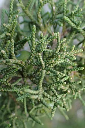 Juniperus phoenicea \ Ph&ouml;nizischer Wacholder / Phoenicean Juniper, Zypern/Cyprus Baths of Aphrodite 27.3.2025