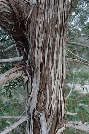 Juniperus phoenicea \ Ph&ouml;nizischer Wacholder / Phoenicean Juniper, Zypern/Cyprus Baths of Aphrodite 27.3.2025