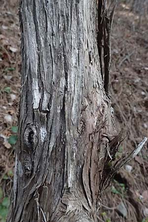 Juniperus foetidissima \ Troodos-Wacholder / Troodos Juniper, Zypern/Cyprus Platres 28.3.2025