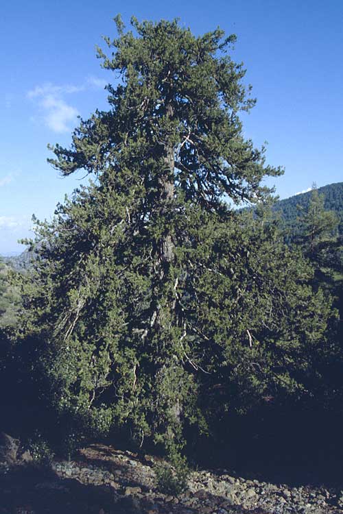 Juniperus foetidissima \ Troodos-Wacholder / Troodos Juniper, Zypern/Cyprus Troodos 27.6.1999