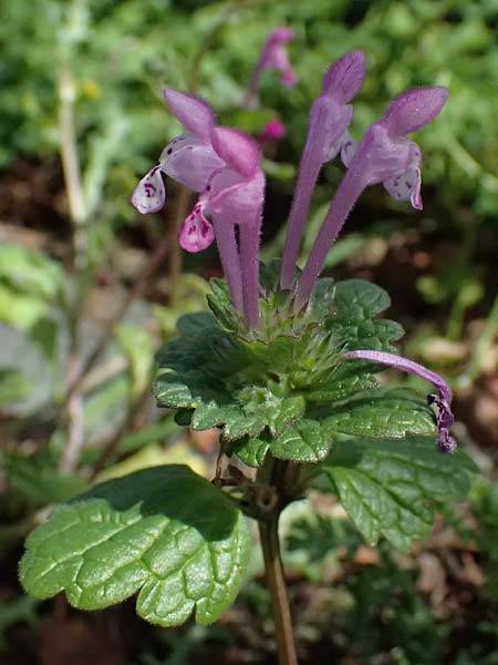 Lamium amplexicaule \ Stngelumfassende Taubnessel / Henbit Dead-Nettle, Zypern/Cyprus Galata 24.3.2025