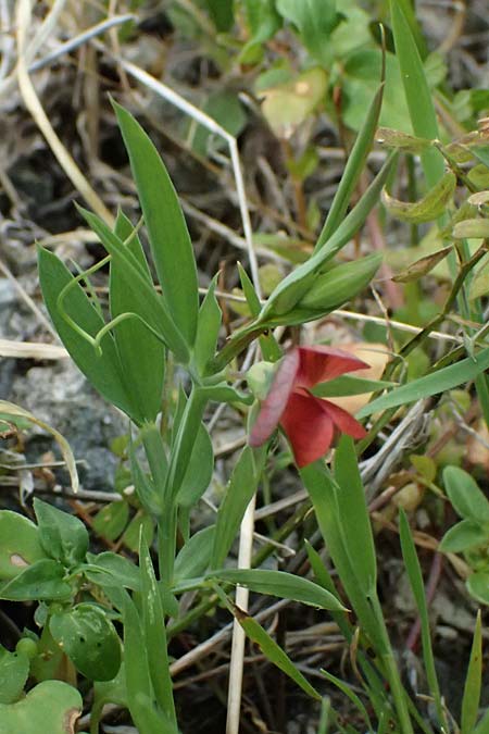 Lathyrus cicera \ Rote Platterbse / Red Vetchling, Zypern/Cyprus Pano Lefkara 25.3.2025