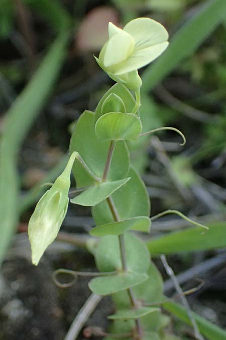 Lathyrus aphaca \ Ranken-Platterbse / Yellow Vetchling, Zypern/Cyprus Baths of Aphrodite 27.3.2025