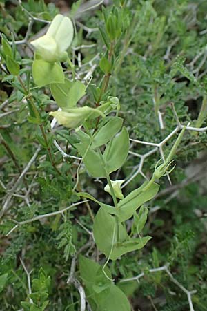 Lathyrus aphaca \ Ranken-Platterbse / Yellow Vetchling, Zypern/Cyprus Prov. Paphos, Episkopi 31.3.2025