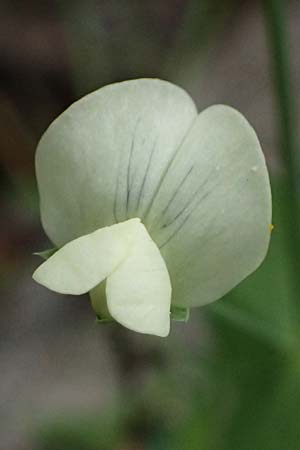 Lathyrus aphaca \ Ranken-Platterbse / Yellow Vetchling, Zypern/Cyprus Kato Archimandrita 1.4.2025