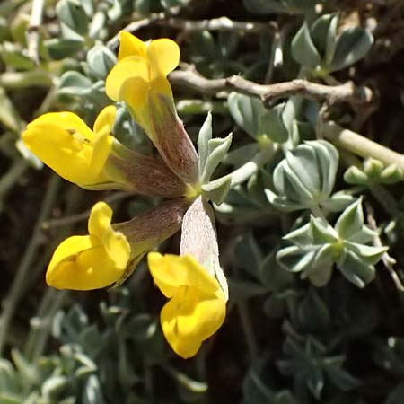 Lotus cytisoides \ Geikleeartiger Hornklee / Grey Bird's-Foot Trefoil, Zypern/Cyprus Akrotiri 23.3.2025
