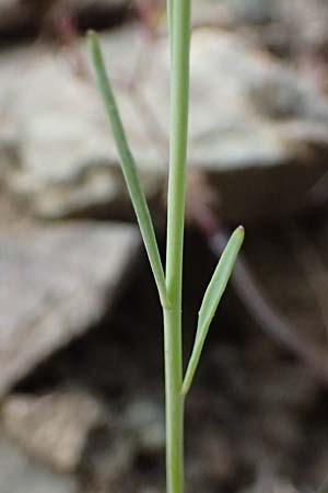 Linaria chalepensis \ Aleppo-Leinkraut / Mediterranean Toadflax, Aleppo Toadflax, Zypern/Cyprus Xyliatos 26.3.2025