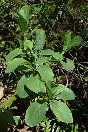 Lonicera etrusca \ Etruskisches Geiblatt / Etruscan Honeysuckle, Zypern/Cyprus Troodos 24.3.2025