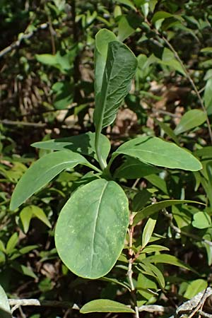 Lonicera etrusca \ Etruskisches Geiblatt / Etruscan Honeysuckle, Zypern/Cyprus Troodos 24.3.2025