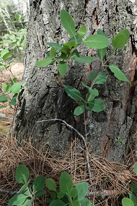 Lonicera etrusca \ Etruskisches Geiblatt / Etruscan Honeysuckle, Zypern/Cyprus Kakopetria 28.3.2025