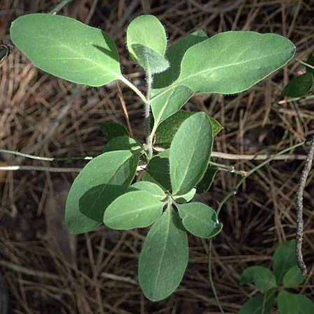 Lonicera etrusca \ Etruskisches Geiblatt / Etruscan Honeysuckle, Zypern/Cyprus Kakopetria 28.3.2025
