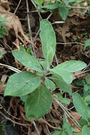 Lonicera etrusca \ Etruskisches Geiblatt / Etruscan Honeysuckle, Zypern/Cyprus Platres 28.3.2025