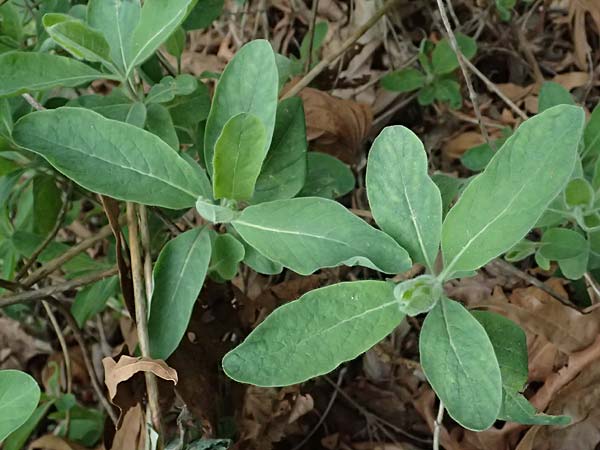 Lonicera etrusca \ Etruskisches Geiblatt / Etruscan Honeysuckle, Zypern/Cyprus Platres 28.3.2025