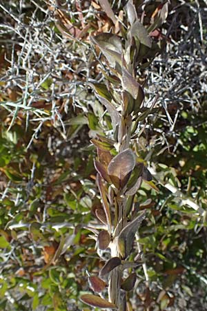 Lycium ferocissimum \ Afrikanischer Bocksdorn / African Boxthorn, Zypern/Cyprus Petra tou Romiou 30.3.2025