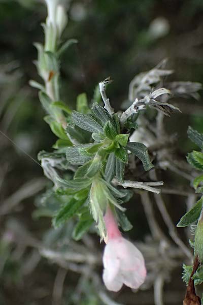 Lithodora hispidula subsp. versicolor \ Borstiger Steinsame / Shrubby Gromwell, Zypern/Cyprus Akamas, Neo Chorio 20.3.2025