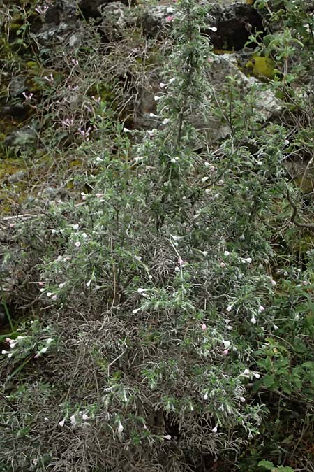 Lithodora hispidula subsp. versicolor \ Borstiger Steinsame / Shrubby Gromwell, Zypern/Cyprus Akamas, Neo Chorio 20.3.2025
