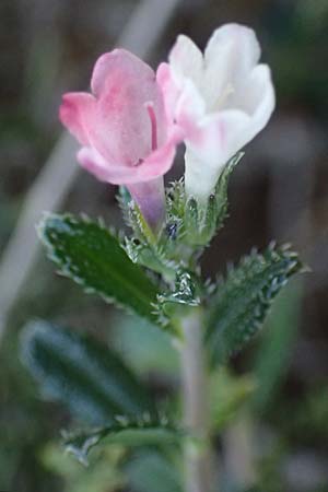 Lithodora hispidula subsp. versicolor \ Borstiger Steinsame / Shrubby Gromwell, Zypern/Cyprus Baths of Aphrodite 27.3.2025