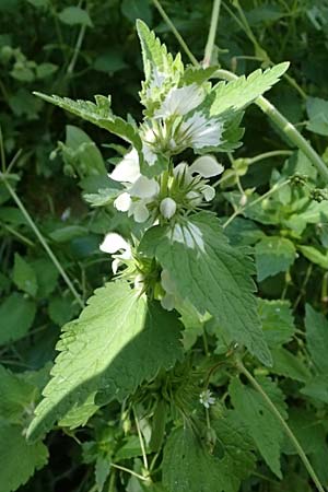 Lamium moschatum \ Moschus-Taubnessel / Musk Dead-Nettle, Zypern/Cyprus Avakas Gorge 22.3.2025