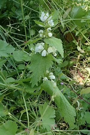 Lamium moschatum \ Moschus-Taubnessel / Musk Dead-Nettle, Zypern/Cyprus Avakas Gorge 22.3.2025