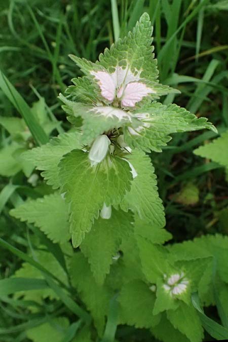 Lamium moschatum \ Moschus-Taubnessel / Musk Dead-Nettle, Zypern/Cyprus Kato Archimandrita 1.4.2025