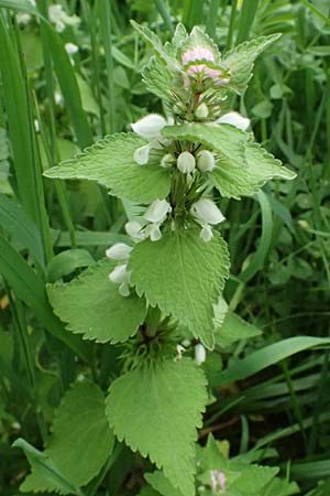 Lamium moschatum \ Moschus-Taubnessel / Musk Dead-Nettle, Zypern/Cyprus Kato Archimandrita 1.4.2025