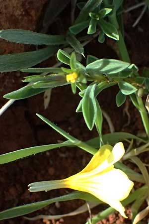 Linum nodiflorum \ Knotenbl&uuml;tiger Lein / Node-Flowered Flax, Zypern/Cyprus Baths of Aphrodite 27.3.2025