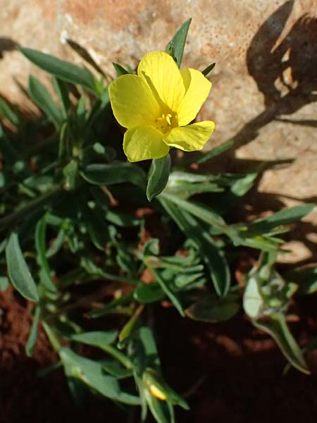 Linum nodiflorum \ Knotenbl&uuml;tiger Lein / Node-Flowered Flax, Zypern/Cyprus Baths of Aphrodite 27.3.2025